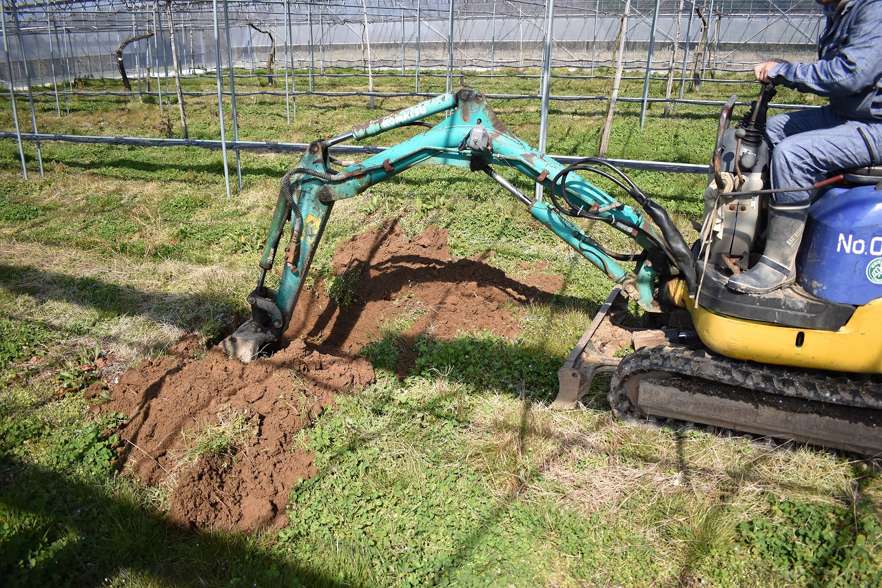 新しく植えるところに重機で大きな穴を掘っています